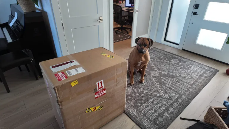 Take a look at the size of the box being assessed by an equally massive Rhodesian Ridgeback.