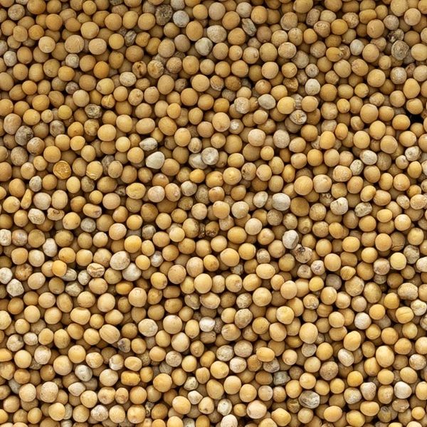 Mustard seed, whole, organic