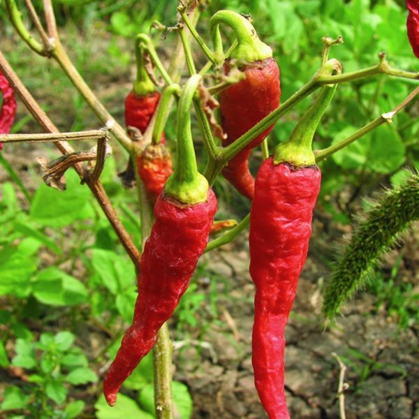 Cayenne chili pepper plant