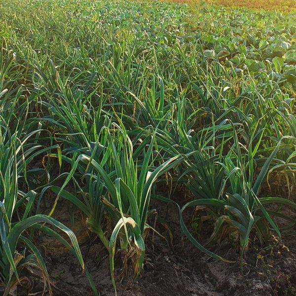 Organic onion plants