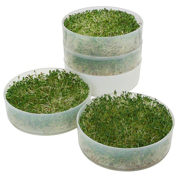 victorio four tray seed sprouter make your own sprouts 600