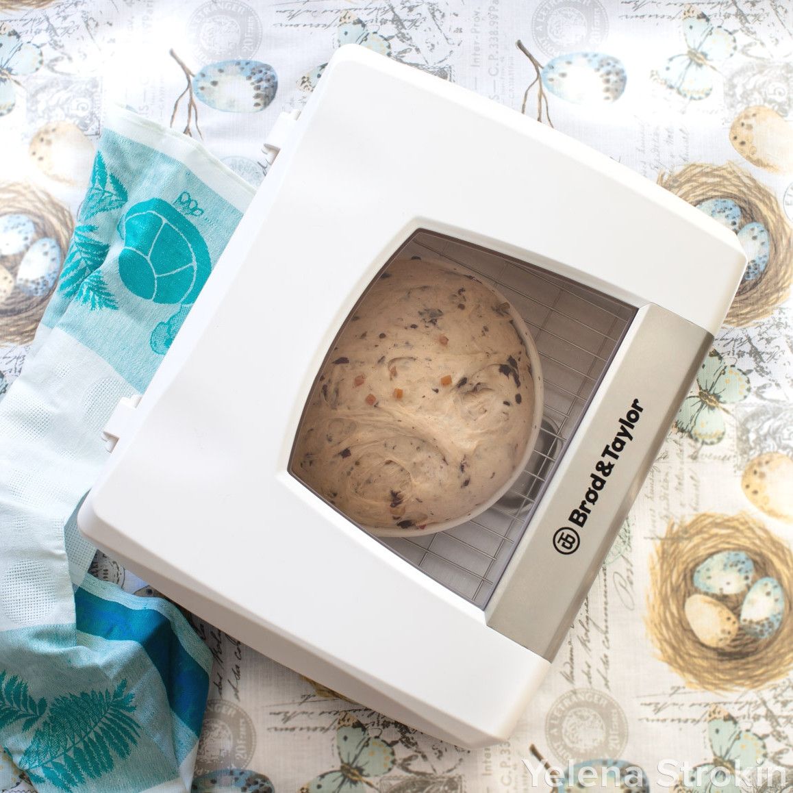 Artisan dough rising in electric dough proofer