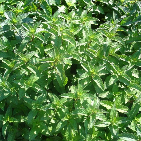 Peppermint plant