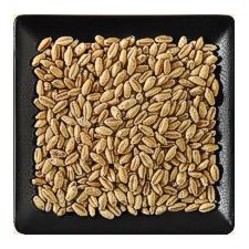 Buy hard white wheat in bulk buckets