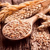gls buy hard red white wheat grain 175