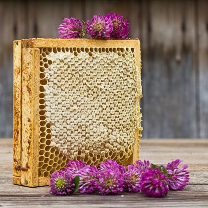cox honey honey comb clover 420 3