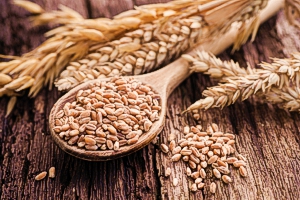 300 Hard White Wheat Seeds – Organic, Florida Grown, Flour & Cover Crop, Sunshine Seeds