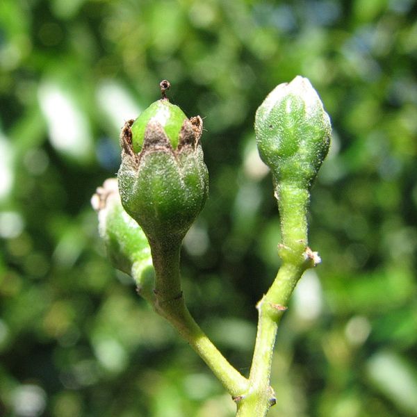 Clove plant