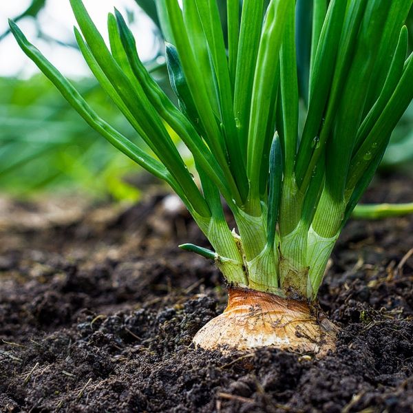 Organic onion plant