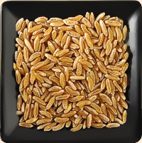 bulk organic khorsan berries