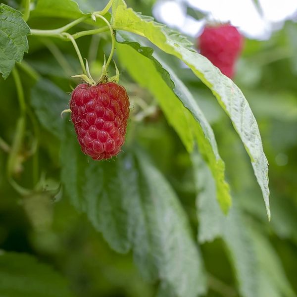 Raspberry leaf plant